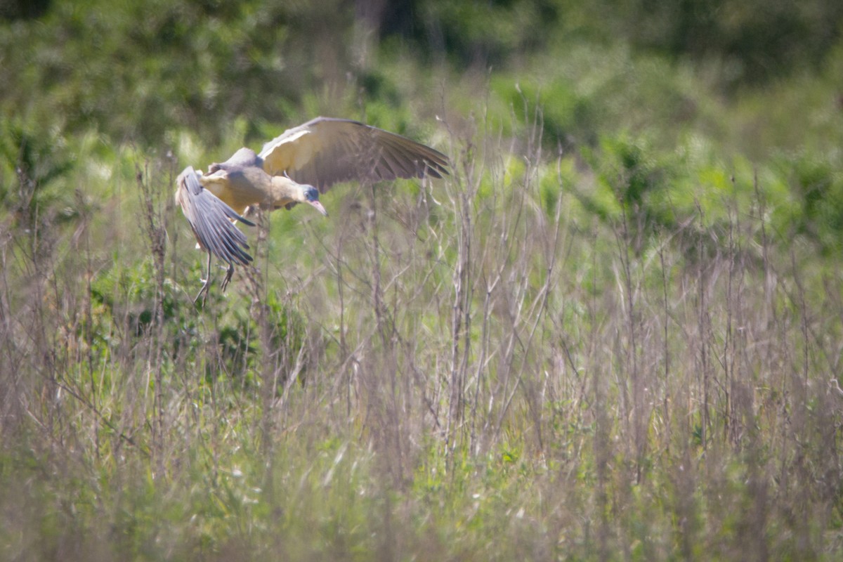 Whistling Heron - ML270281921