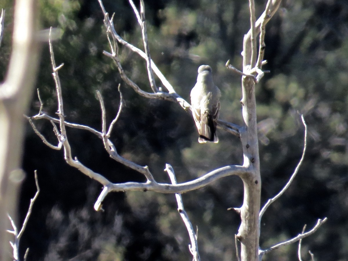 Cassin's Kingbird - ML27028201