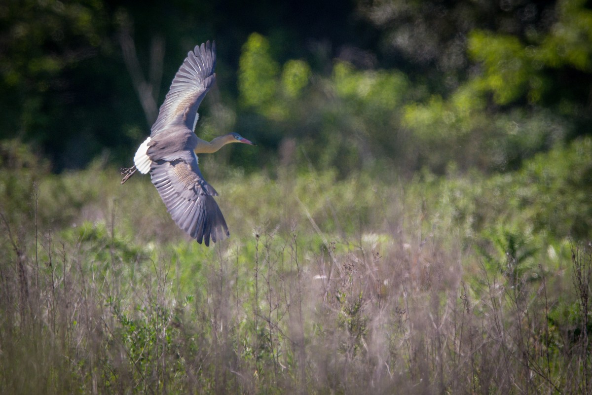 Whistling Heron - ML270282101