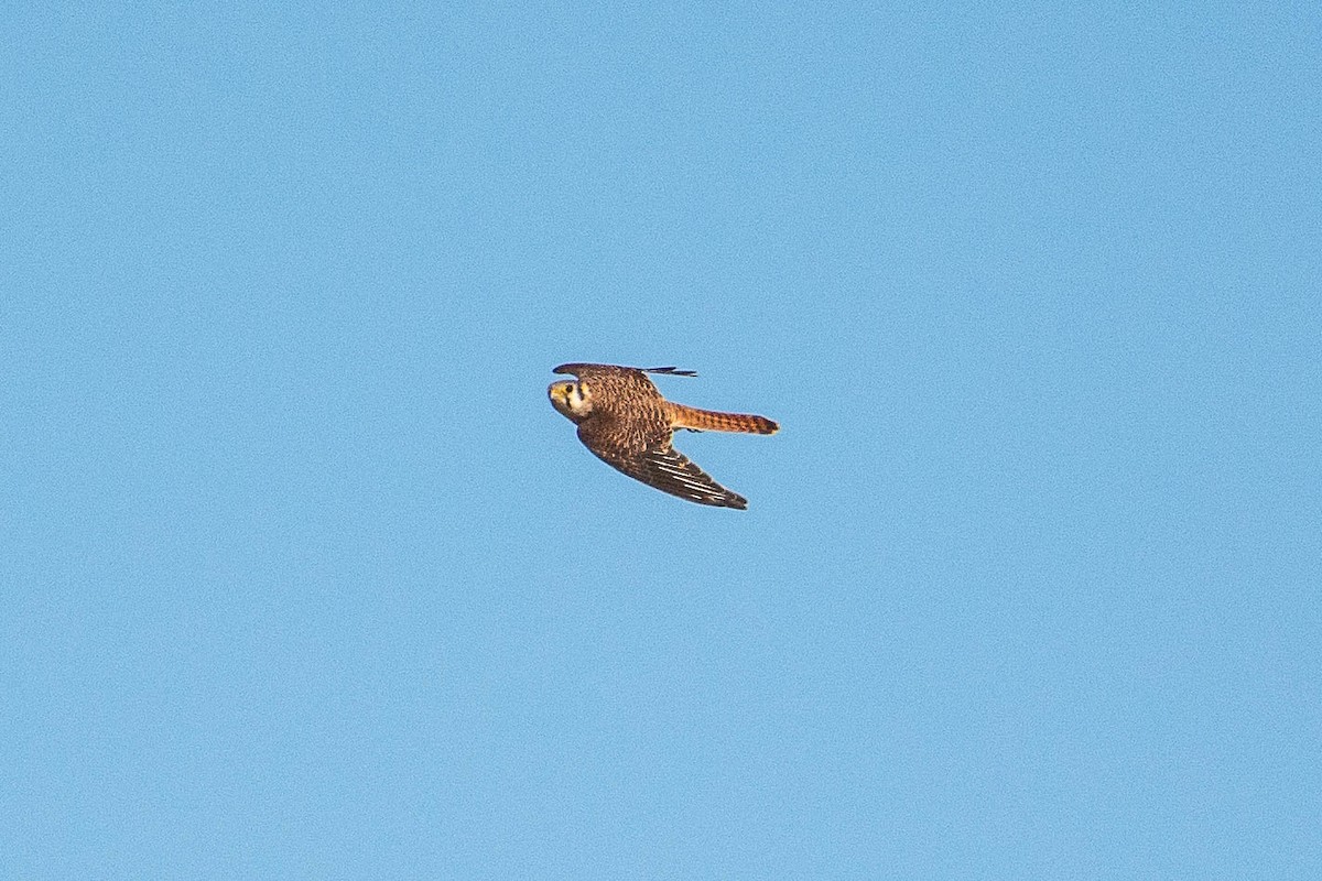 American Kestrel - ML270282621