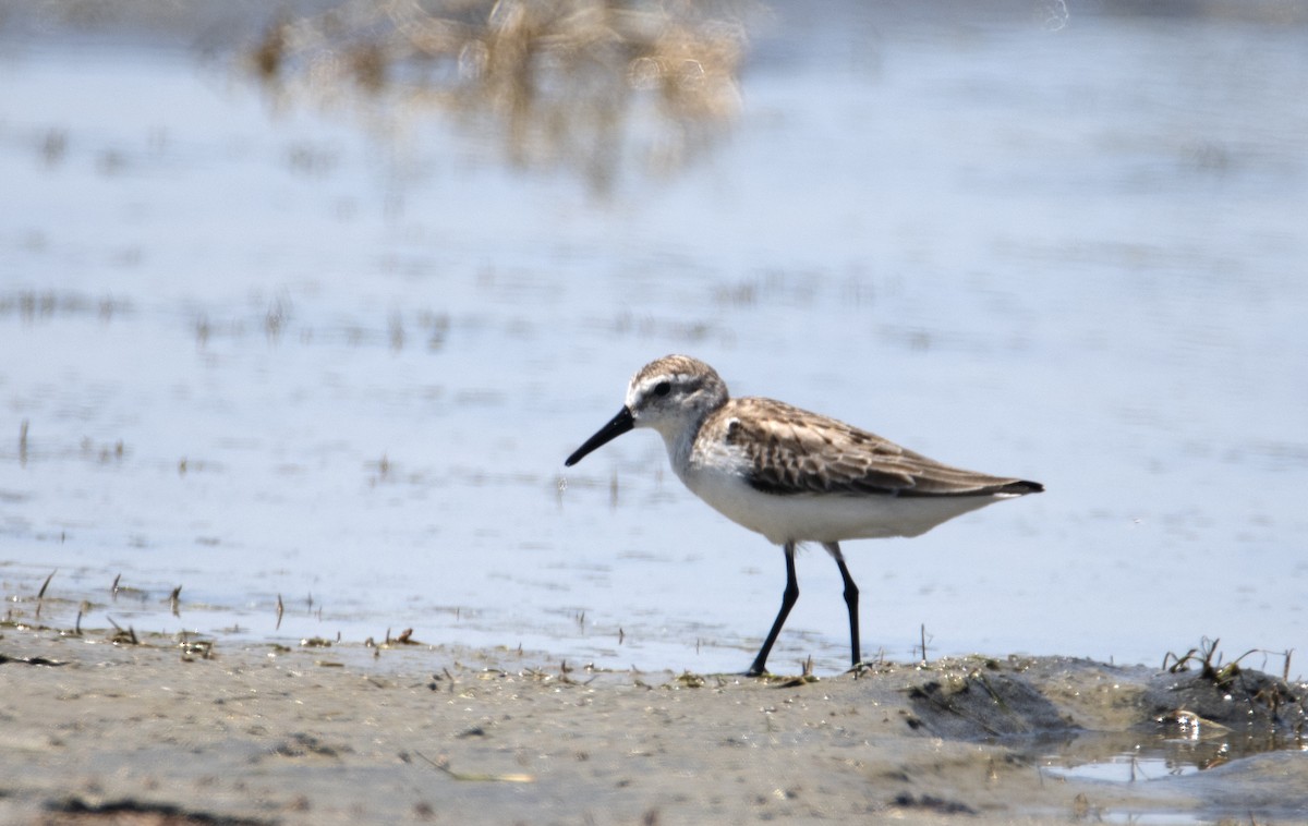Western Sandpiper - ML270283091