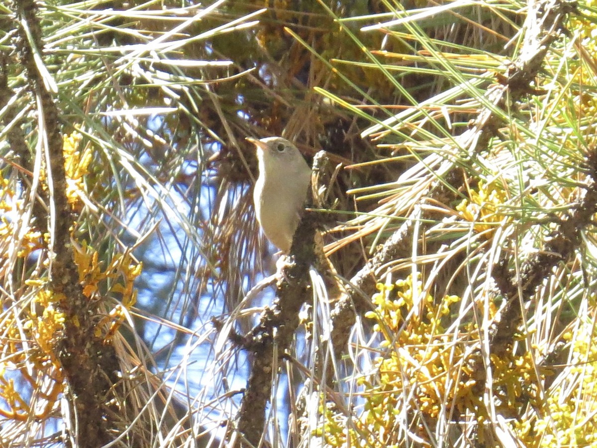 House Wren - ML27028351