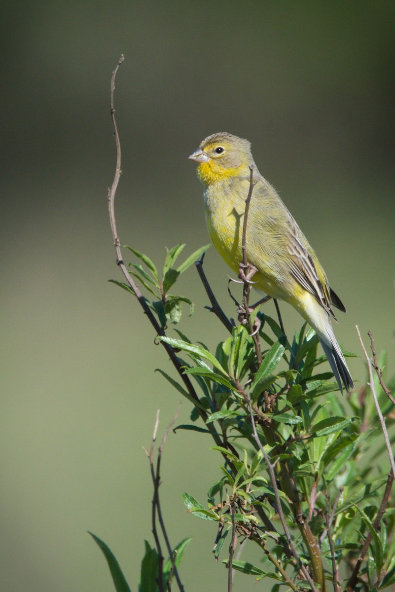 Grassland Yellow-Finch - ML270283851