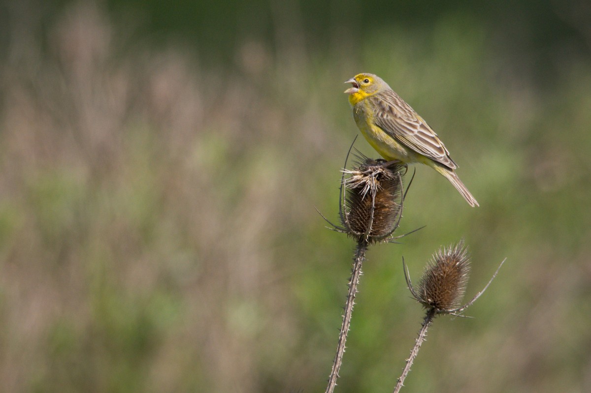 Grassland Yellow-Finch - ML270283931