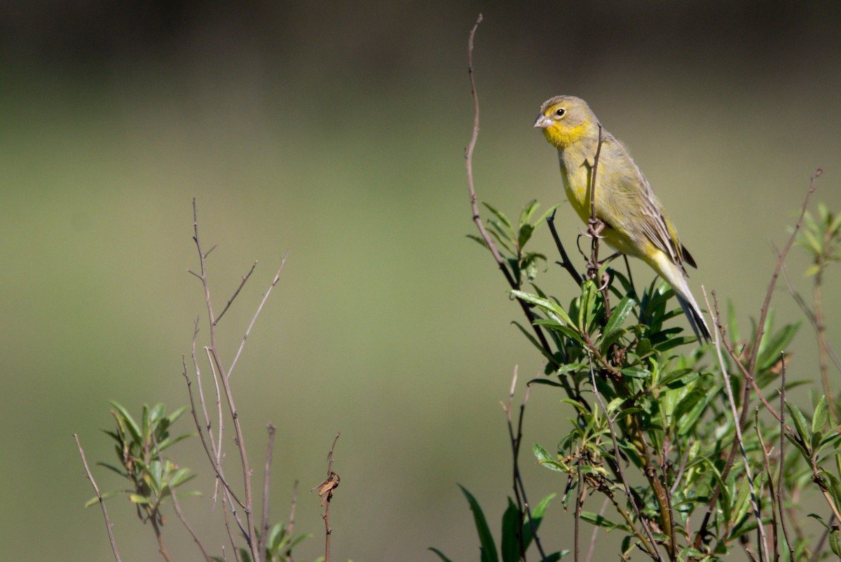 Grassland Yellow-Finch - ML270284001
