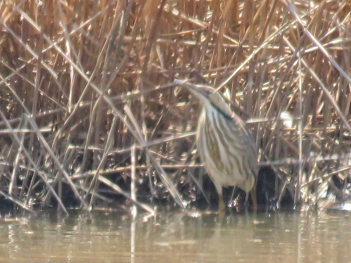 American Bittern - Lynne Parks