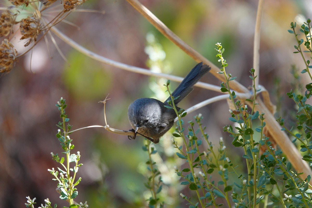 Wrentit - ML270285201