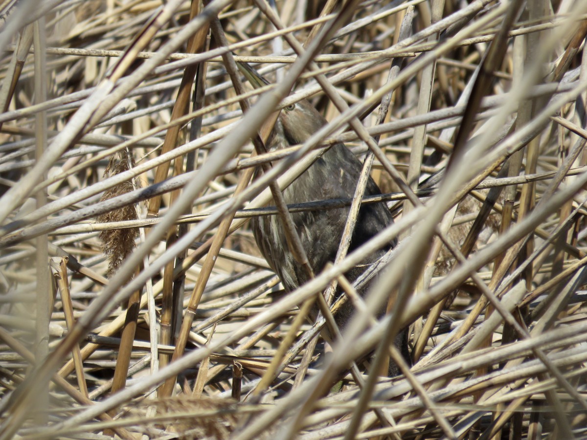 American Bittern - ML27028531