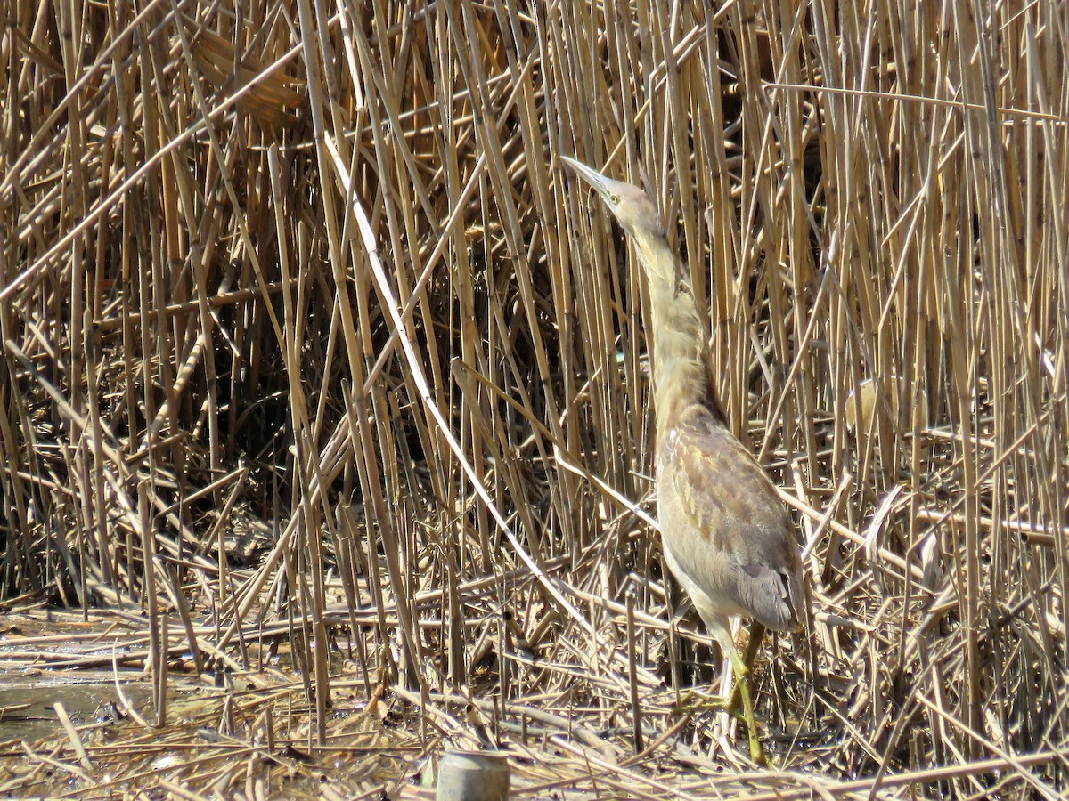 American Bittern - ML27028541