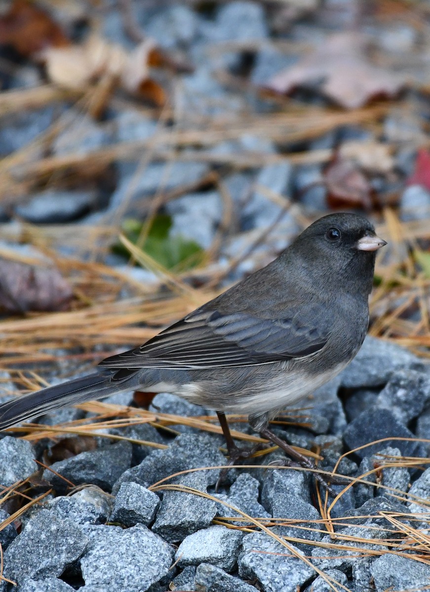 Dark-eyed Junco - Jason Carey