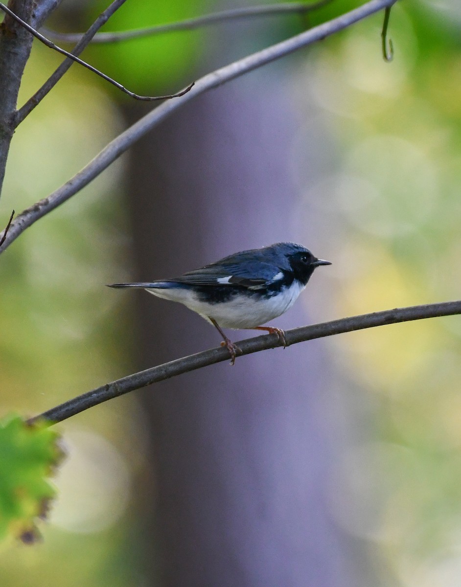 Black-throated Blue Warbler - ML270286151
