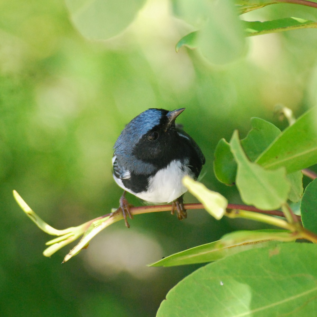 Black-throated Blue Warbler - ML270289661