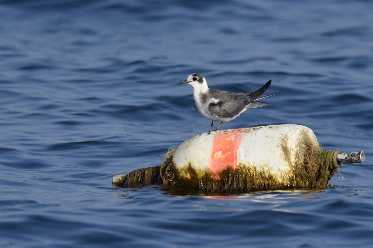 Black Tern - ML270290051