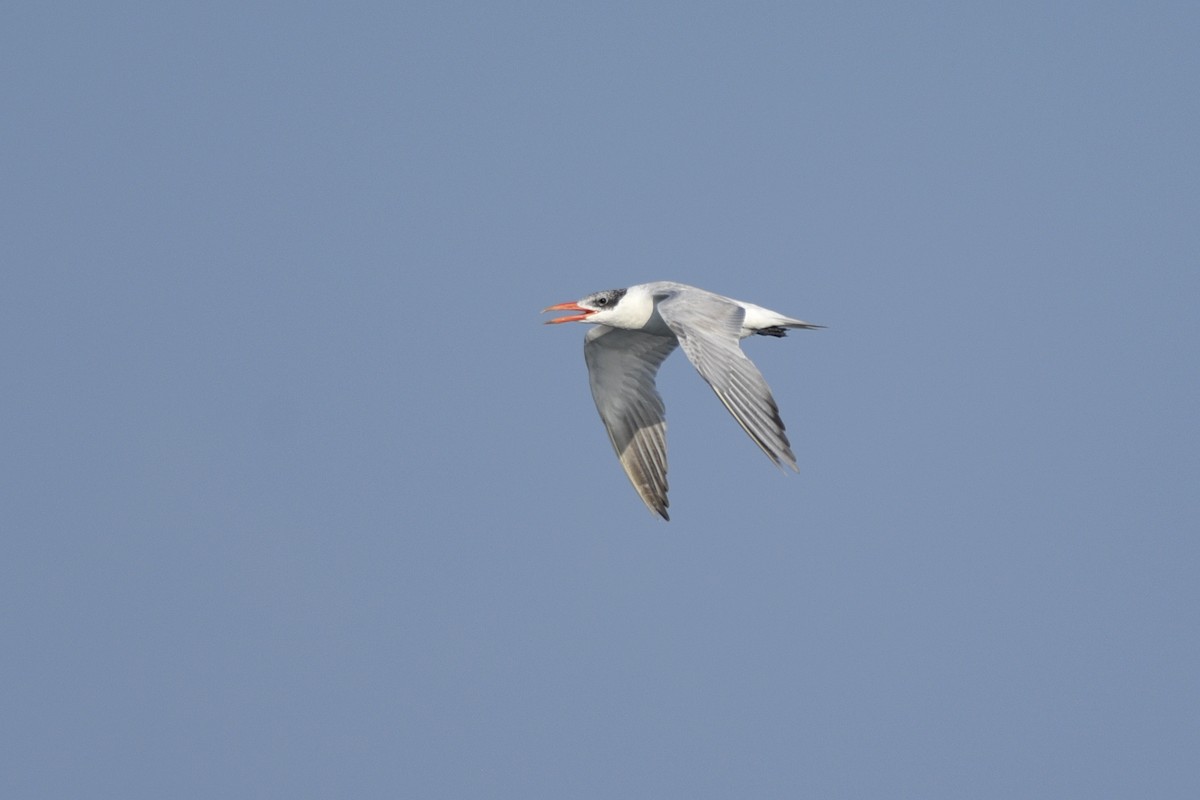 Caspian Tern - Daniel Irons