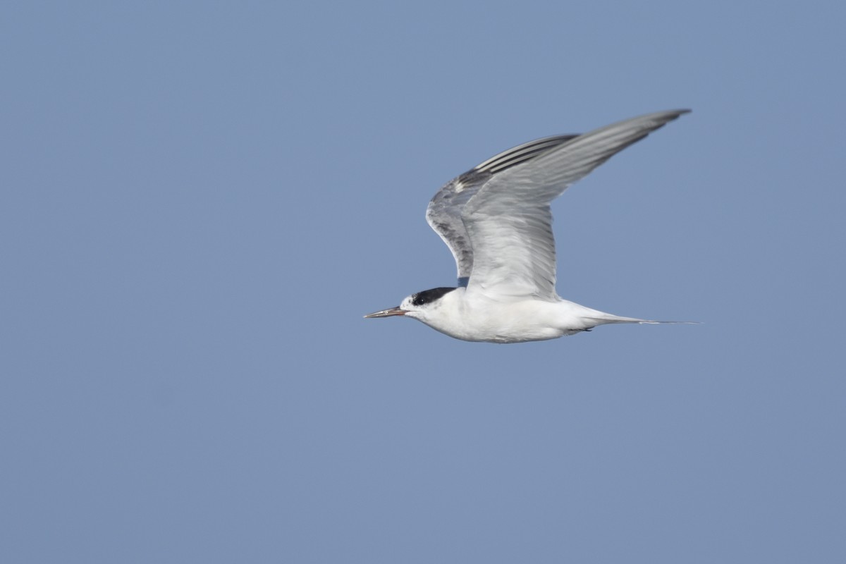 Common Tern - Daniel Irons