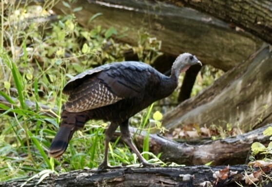 Wild Turkey - ML270292331