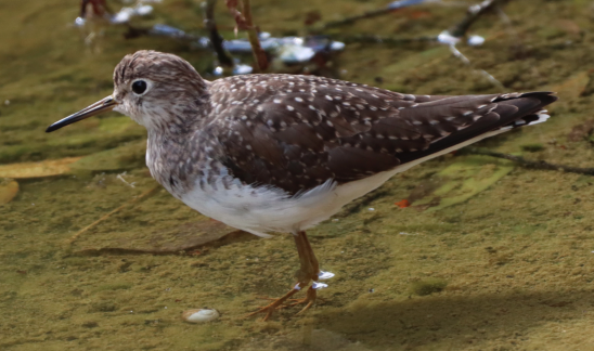 Solitary Sandpiper - ML270292501