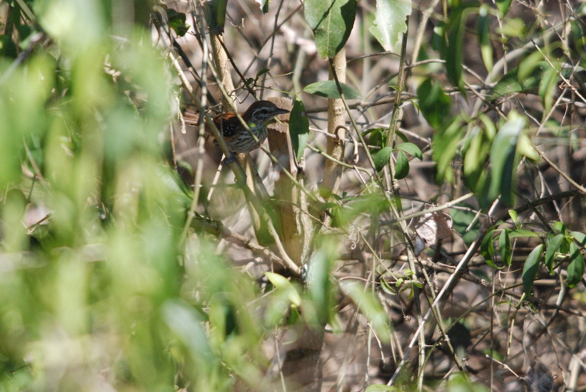 Rusty-backed Antwren - Daniel Lebbin