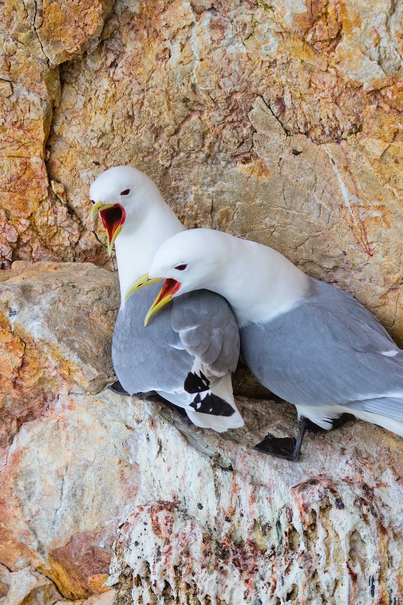 Black-legged Kittiwake (tridactyla) - ML270293321