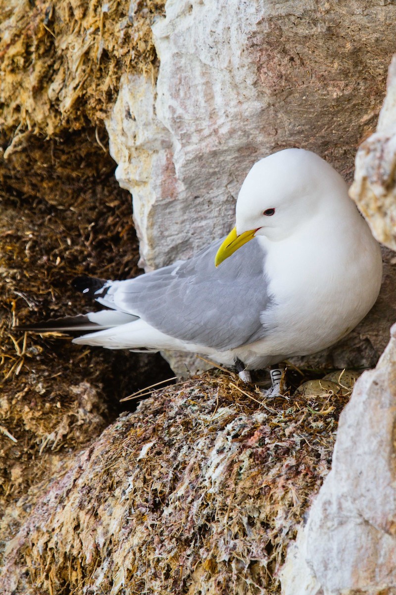 Gaviota Tridáctila (tridactyla) - ML270293331