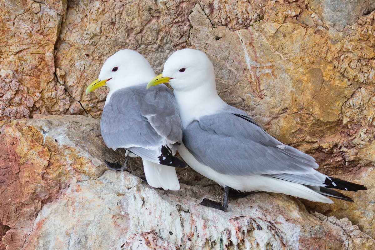 Black-legged Kittiwake (tridactyla) - Don-Jean Léandri-Breton