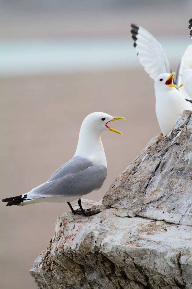 Mouette tridactyle (tridactyla) - ML270295071