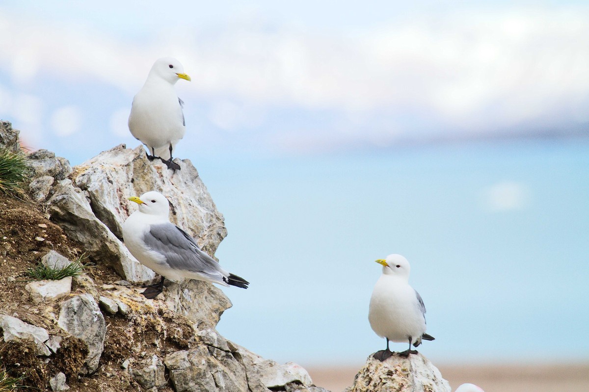 Black-legged Kittiwake (tridactyla) - ML270295081