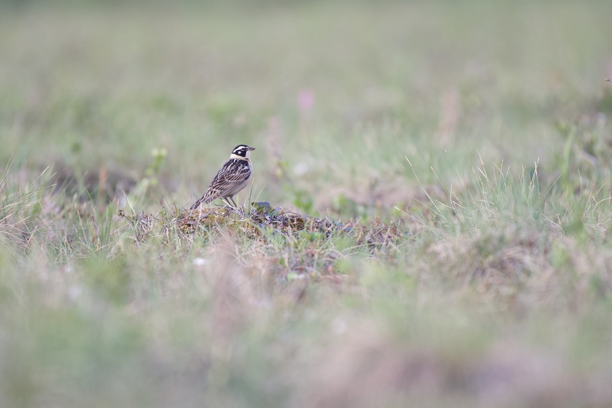 Smith's Longspur - Josiah Verbrugge