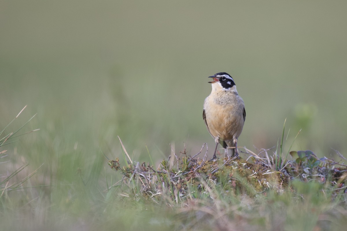 Smith's Longspur - ML270297621