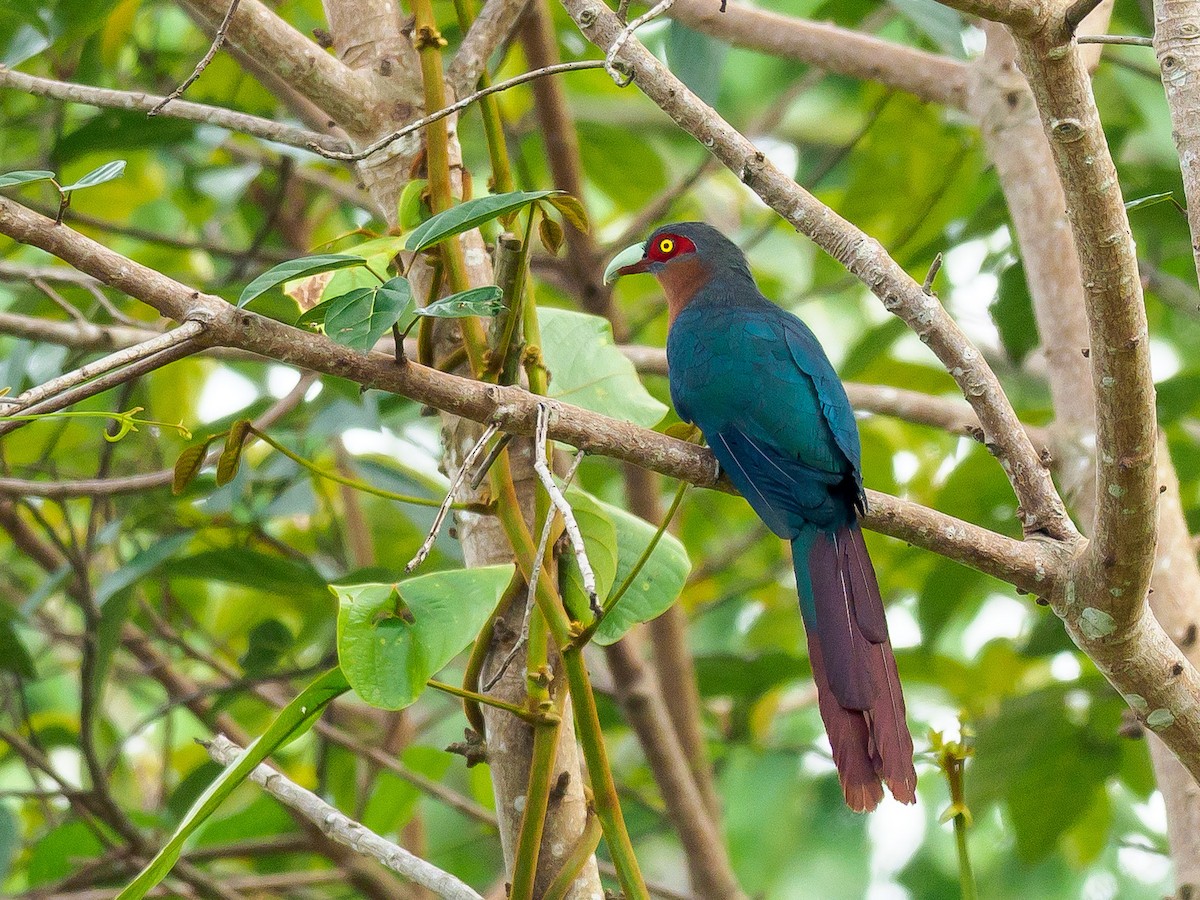 Chestnut-breasted Malkoha - ML270300151