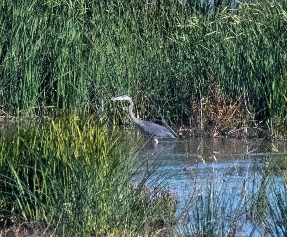 Great Blue Heron - ML270300171