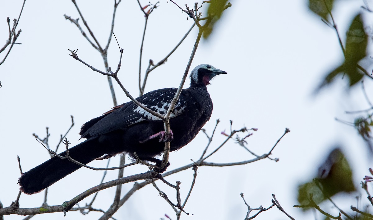 Red-throated Piping-Guan - ML270301711