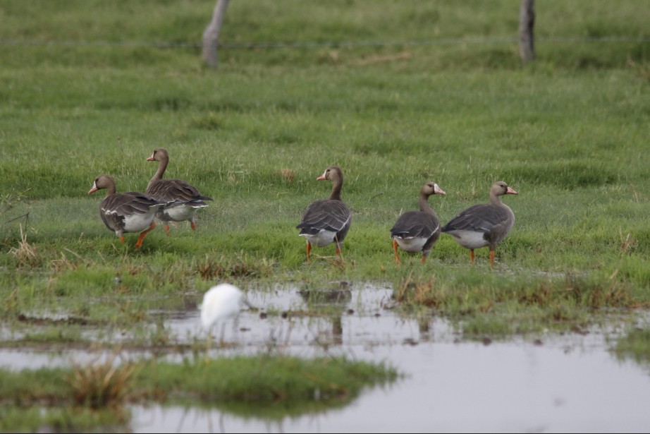Greater White-fronted Goose - ML270301931