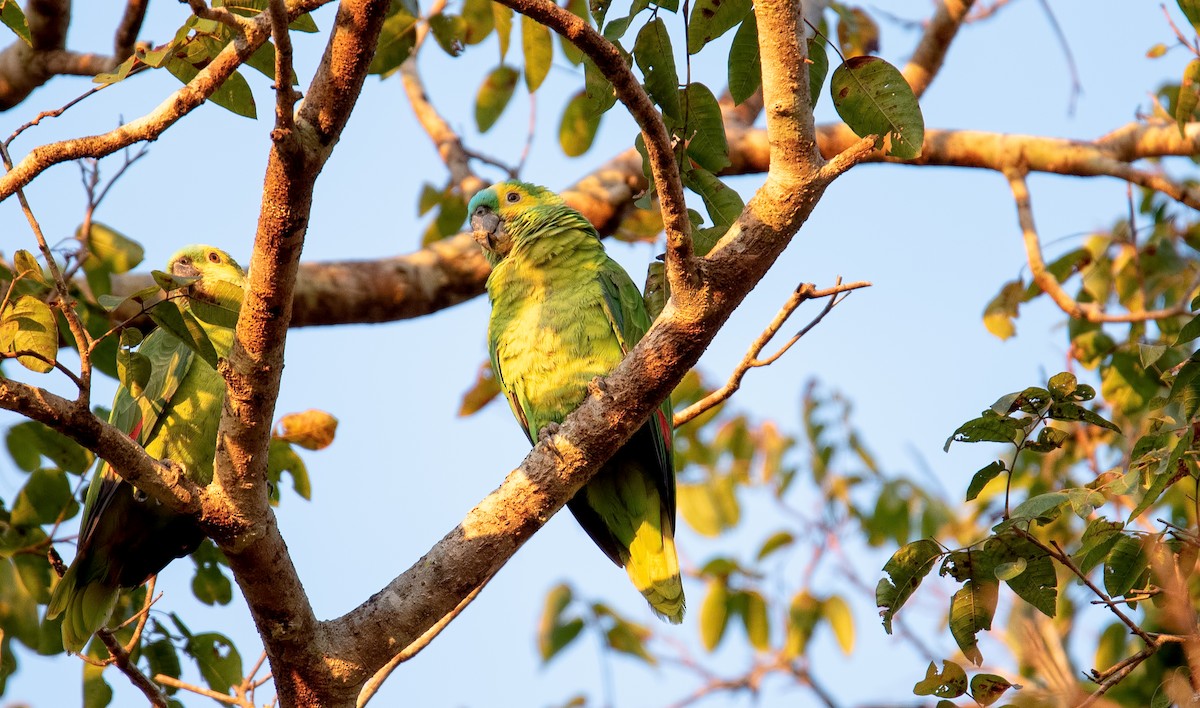 Turquoise-fronted Parrot - Shailesh Pinto