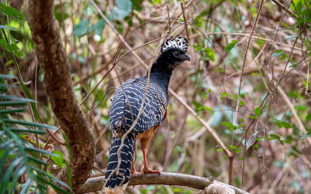 Bare-faced Curassow - ML270302211