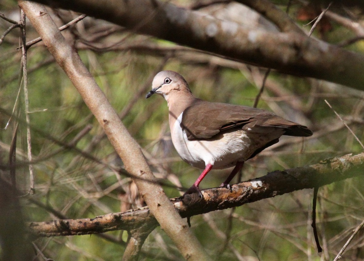 Grenada Dove - Jesse Fagan