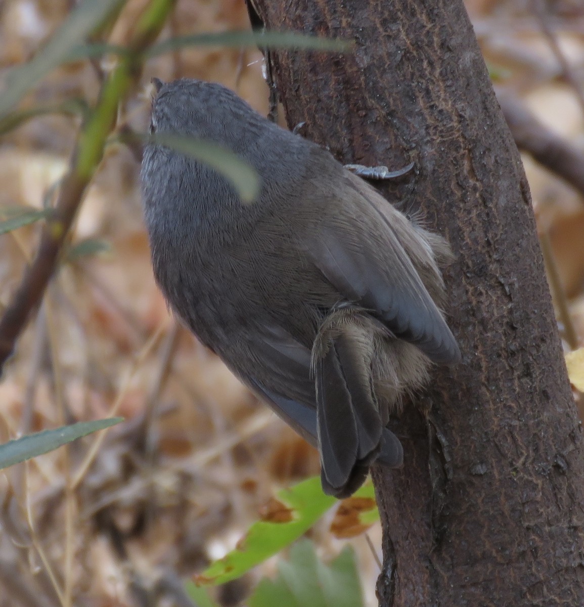 Wrentit - ML270303301