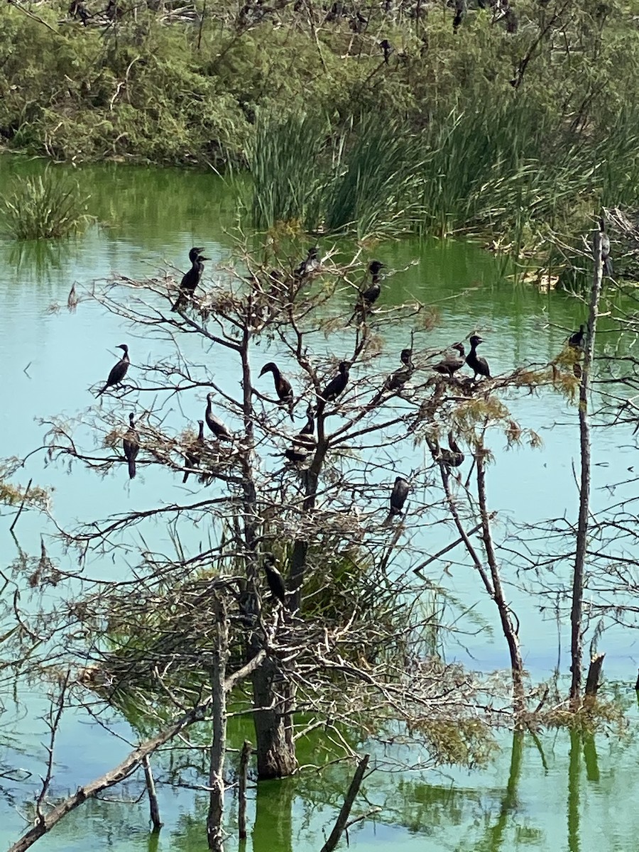 Cormoran à aigrettes - ML270304201