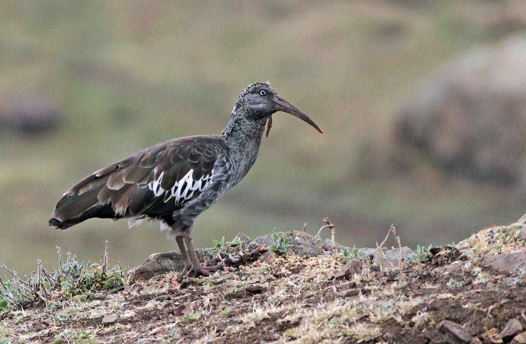 Ibis caronculé - ML270304261