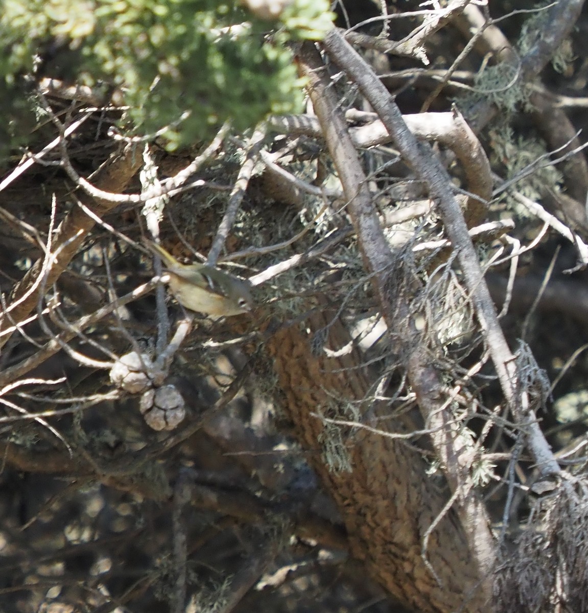 Ruby-crowned Kinglet - ML270305161