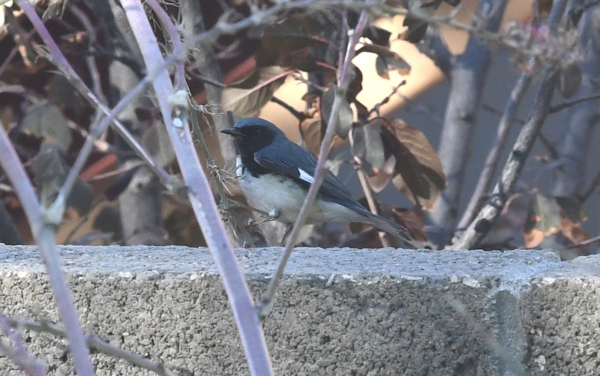 Black-throated Blue Warbler - Nancy Hetrick