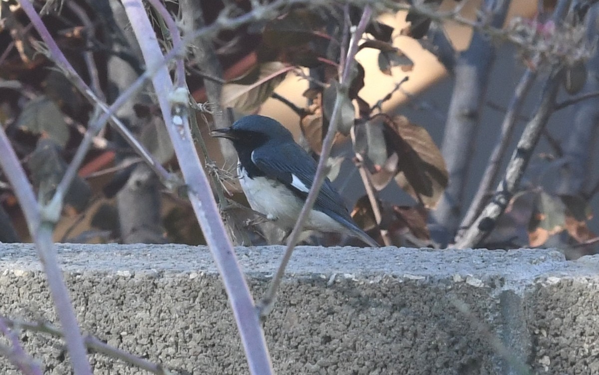 Black-throated Blue Warbler - ML270310051