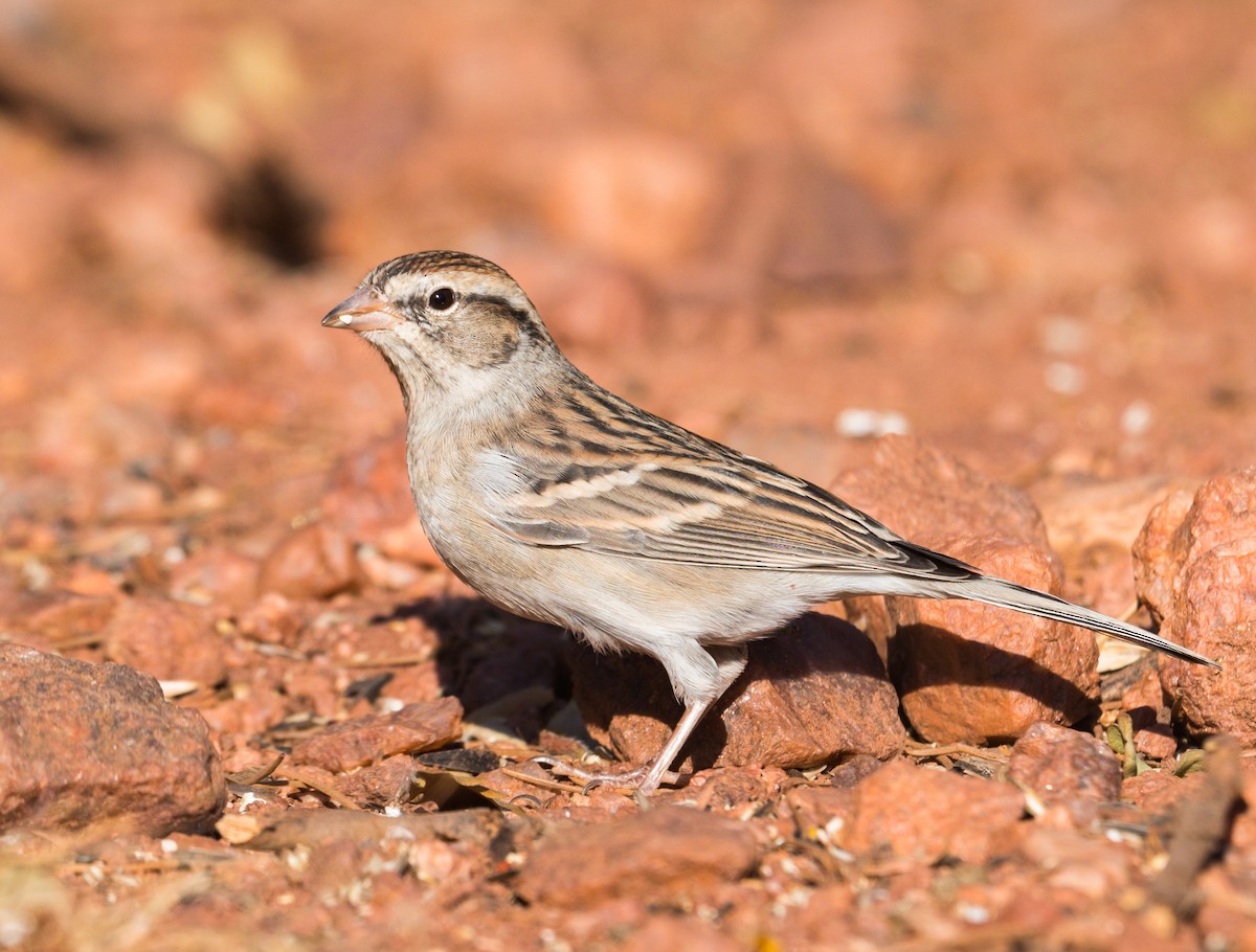Chipping Sparrow - ML270310341