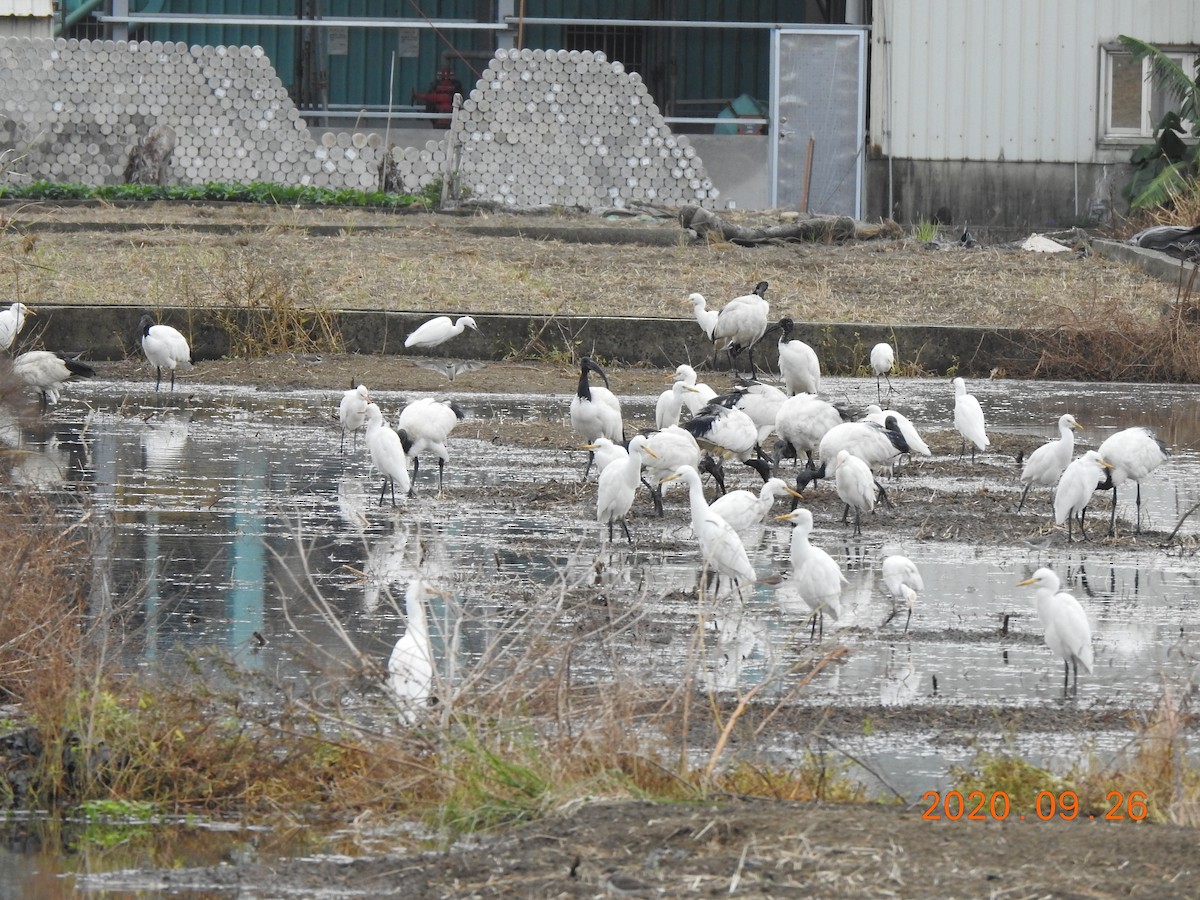 African Sacred Ibis - 撥鼠 土