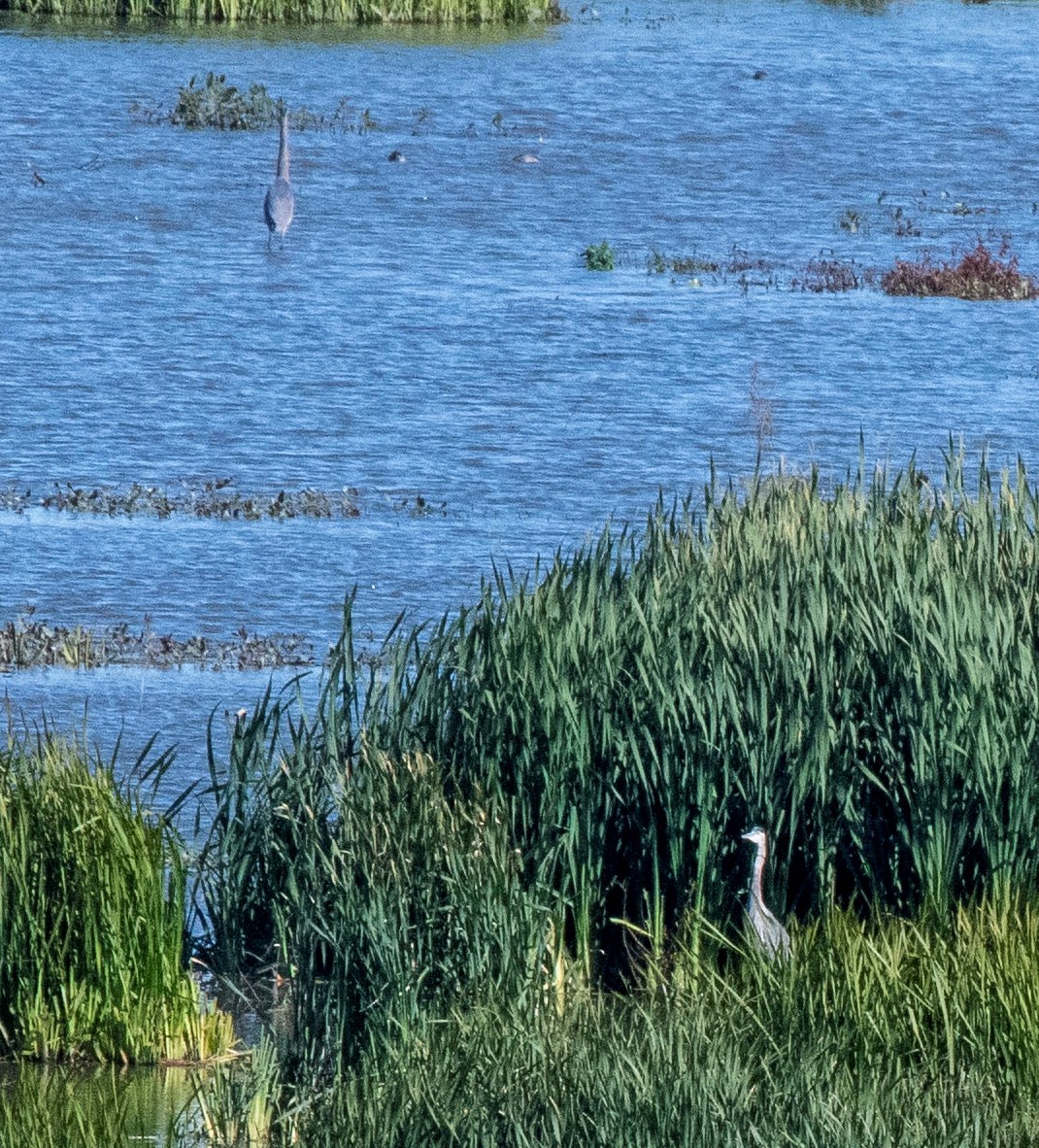 Great Blue Heron - Estela Quintero-Weldon