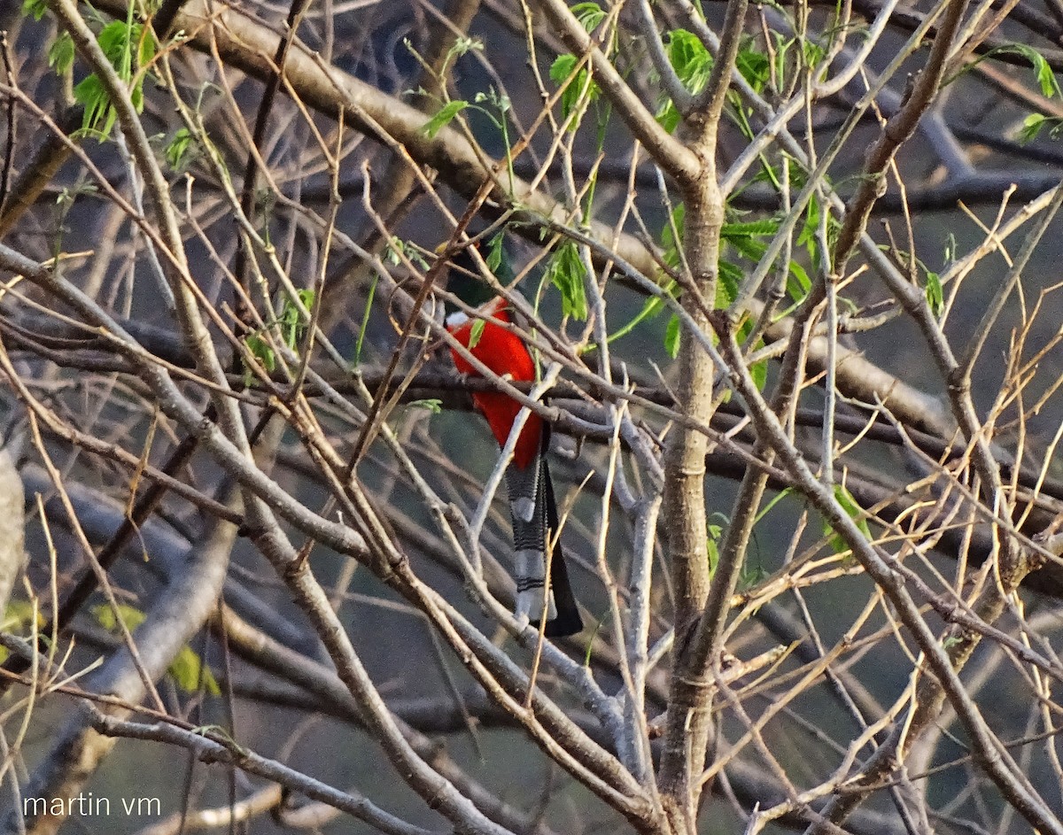 Elegant Trogon - ML27031121