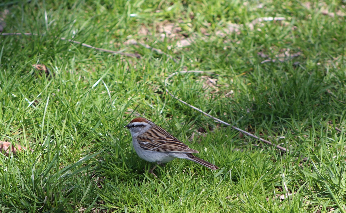 Chipping Sparrow - Charanya G