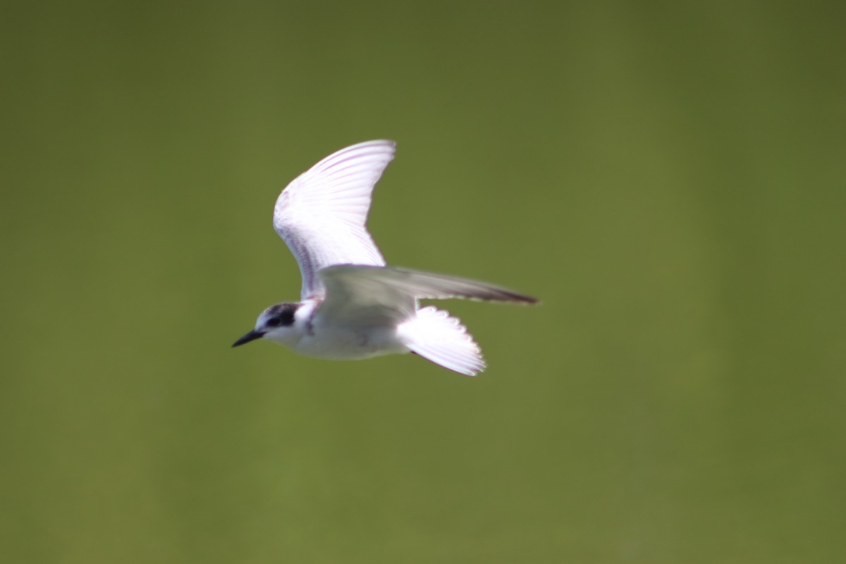 Whiskered Tern - Cameron Piper