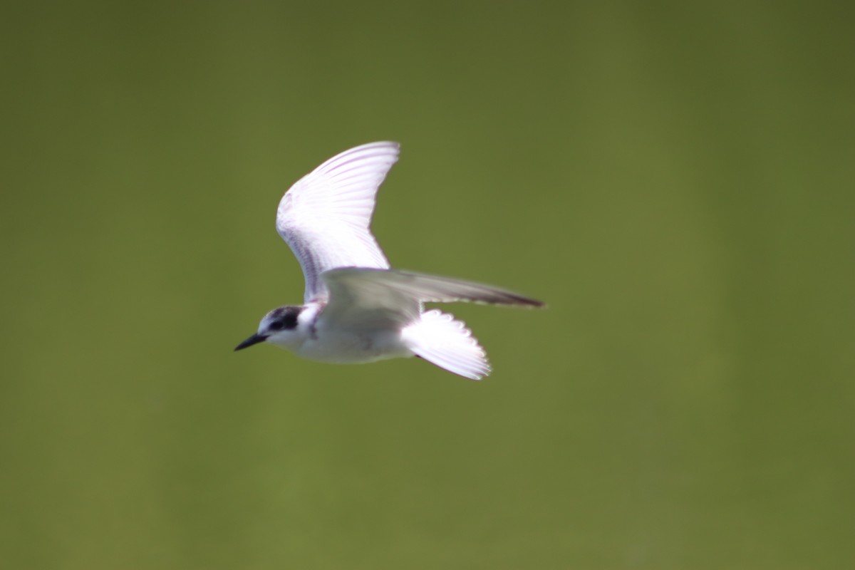 Whiskered Tern - ML270313151