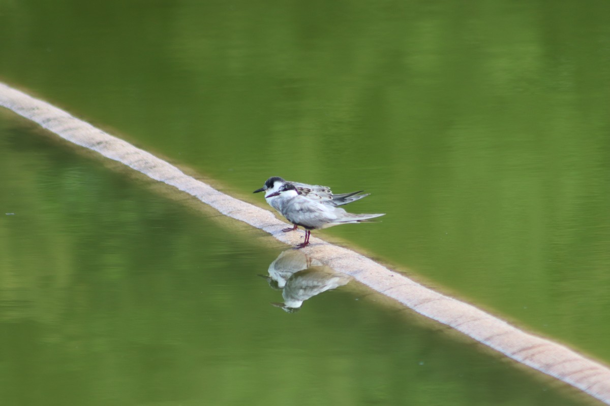 tern sp. - Cameron Piper